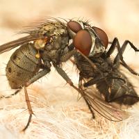 Coenosia species eating another muscid fly 